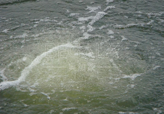 水产养殖采用高压鼓风机 水产养殖采用高压鼓风机